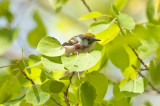 chestnut-sided warbler plum island