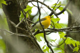 prothonotary warbler brooks estate Medford
