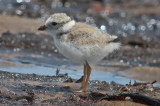 baby piping plovers sandy point plum island