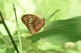 great spangled fritillary quabbin ma