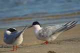 roseate terns sandy point plum island