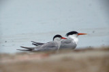 elegant_tern sandy point plum island ma