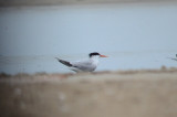 elegant_tern sandy point plum island ma