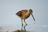 isnt short-billed dowitcher  an oxymoron - the pannes plum island