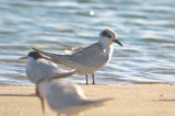 juv forsters tern sandy point plum island