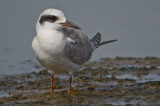 Forsters tern Sandy Point Plum Island