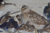 short-billed dowitcher sandy point plum island