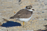 juv semipalmated plover sandy point pi.jpg