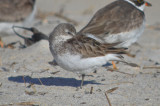 semipalmated sandpiper sandy point pi