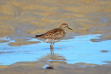 juv least sandpiper sandy point plum island