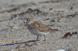 juv. Bairds Sandy Point PI