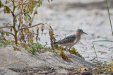 buff breasted sandpiper sandy point plum island