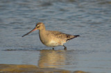 hudsonian godwit sandy point plum island