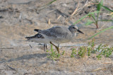 red knot sandy point plum island