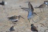 dunlin pushing around white-rump sandy point plum island