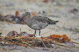  hudsonian godwit sandy point plum island