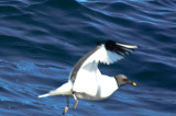 sabines gull   NECWA Pelagic