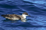 greater shearwater  NECWA Pelagic