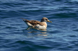 corys shearwater  NECWA Pelagic