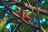 summer tanager salisbury