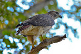 red-tail hawk worlds end
