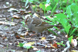 white-crowned sparrow  worlds end