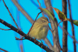 western palm warbler wardens pi