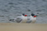 caspian tern sandy point plum island