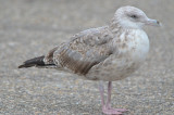 interesting gull Seabrook NH