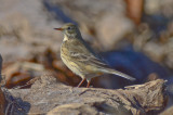 light legged American Pipit sandy point pi