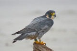 banded peregrine falcon  sandy point plum island