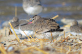 hudsonian godwit  sandy point plum island