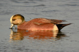 american wigeon plum island