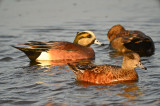 american wigeon plum island