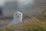 snowy owl salisbury beach