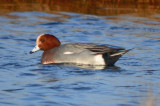 european wigeon plum island