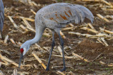 sandhill cranes pikuls farm rowley