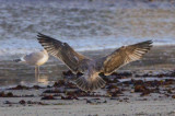 interesting gull revere beach
