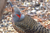 yellow shafted flicker wilmington