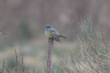 cassins kingbird cherryhill res