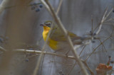 Yellow Breasted Chat  Straitsmouth Road, Rockport