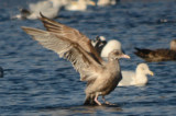 niles pond gloucester strange gull