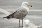California gull gizz, giss just doesnt seem right for Herring gull, although probably what it is