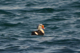 king eider atlantic rd gloucester