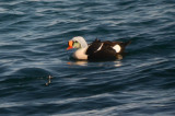 king eider atlantic rd gloucester