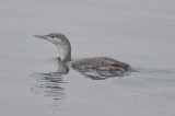 red-throated loon jodrey fish pier gloucester