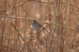vesper sparrow  cumberland farms