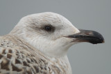 1st yr great black-backed gull gloucester