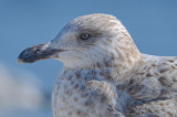 2nd yr herring gull gloucester