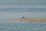 A. Oystercatcher Winthrop MA